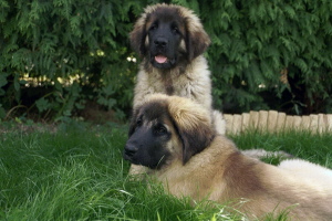 Ifea und Idefix vom Sissy-Haus