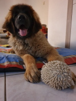 Cara-Mia vom Fipshof