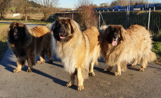 Amina  Cara-Mia  Zoe