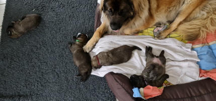 Cara-Mia und der D-Wurf