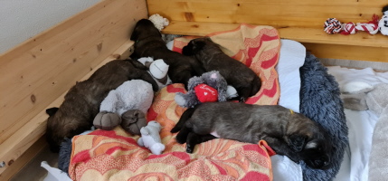 D-Wurf schl&auml;ft...