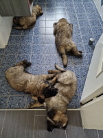 D-Wurf 8.Woche Schlafen im Kalten