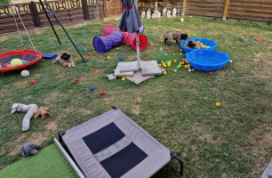 D-Wurf im Garten, eine im Zelt...