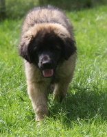 Kinglords Mr Mercury (Otso)