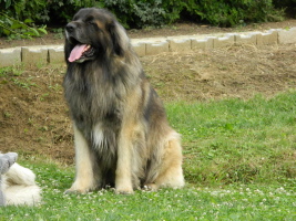 Vater. Grimm Psia Psota