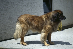 Jessy vom Ro&szlig;bach (Bina)