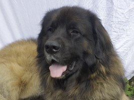 Vater: Chrischan Flin aus dem Sumpfloch