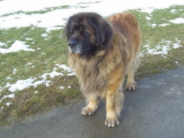 Topas vom Sissy-Haus (Moses)