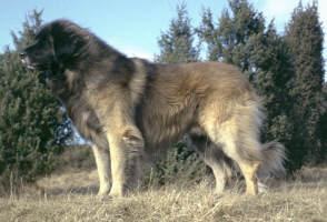 Fips von der Hirschalde