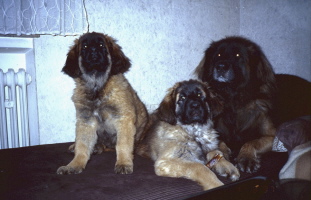 Fips und seine T&ouml;chter Ayleen und Apfel vom Sissy-Haus