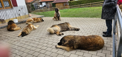 6 x Leonberger so sch&ouml;n