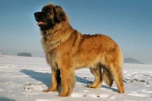 Gullefjuns Bladlus (Nelly)