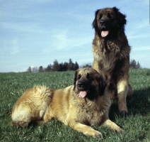 Ifea und Idefix vom Sissy-Haus