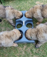 F&uuml;tterungszeit...